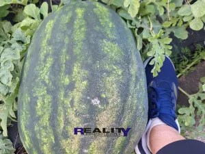 Prodej zahrady, Podbořany, Sídliště Míru, 200 m2