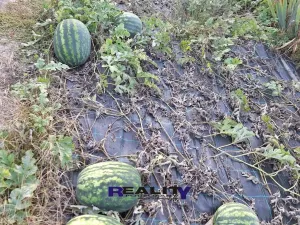 Prodej zahrady, Podbořany, Sídliště Míru, 200 m2