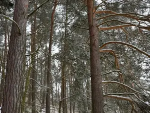 Prodej podílu lesa, Svéradice, 2590 m2