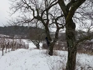 Prodej zahrady, Mikulov, Nová, 467 m2