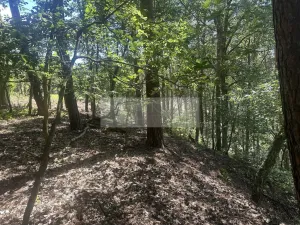 Prodej lesa, Nebužely, 27933 m2