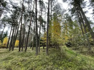 Prodej lesa, Lipí - Kaliště u Lipí, 23659 m2