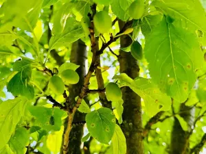 Pronájem sadu/vinice, Komňa, 50600 m2