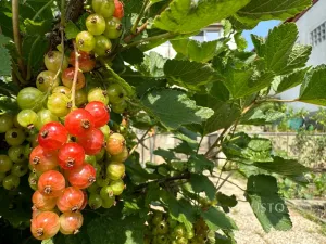 Pronájem pokoje, Brno, Kostelní zmola, 15 m2