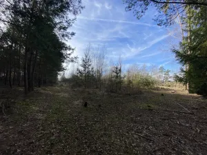 Prodej lesa, Veliny, 5028 m2