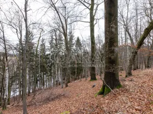 Prodej lesa, Velké Popovice, 19731 m2