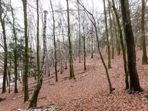 Prodej lesa, Velké Popovice, 19731 m2