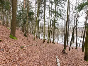 Prodej lesa, Velké Popovice, 19731 m2