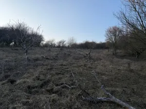 Prodej zahrady, Litoměřice - Předměstí, Veveří, 3183 m2