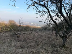 Prodej zahrady, Litoměřice - Předměstí, Veveří, 3183 m2