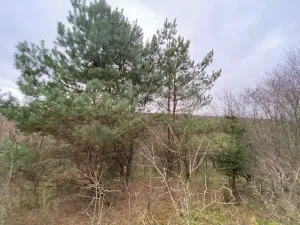 Dražba lesa, Šarovy, 11619 m2