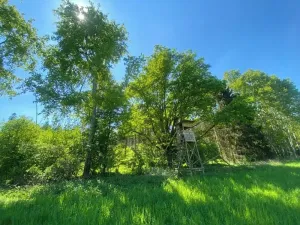 Dražba lesa, Kropáčova Vrutice, 15167 m2