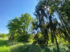 Dražba lesa, Kropáčova Vrutice, 15167 m2