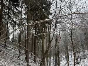 Prodej lesa, Janová, 7449 m2