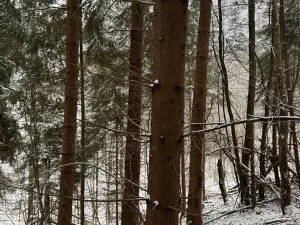 Prodej lesa, Janová, 7449 m2