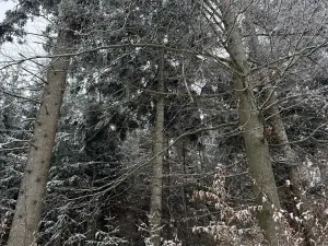 Prodej lesa, Janová, 7449 m2