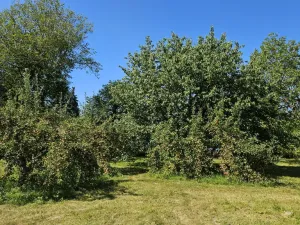 Pronájem zahrady, 1962 m2