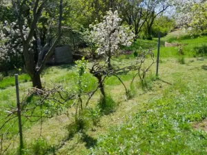 Pronájem zahrady, Běloky, 376 m2