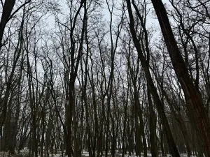 Prodej podílu lesa, Černěves, 9239 m2