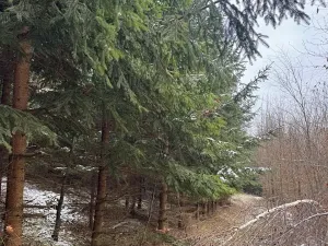 Prodej lesa, Lutonina, 18019 m2