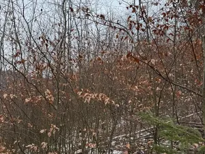 Prodej lesa, Lutonina, 18019 m2