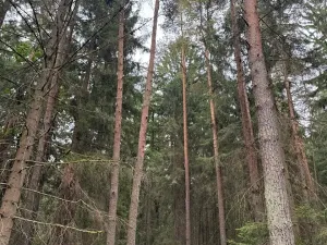 Prodej podílu lesa, Ledenice, 2894 m2