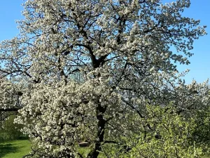 Prodej zahrady, Výčapy, 1968 m2