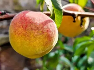 Prodej vícegeneračního domu, Hředle, 398 m2