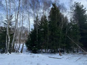 Prodej lesa, Volfířov - Brandlín, 3426 m2