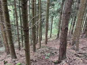 Dražba lesa, Záhoří, 3816 m2