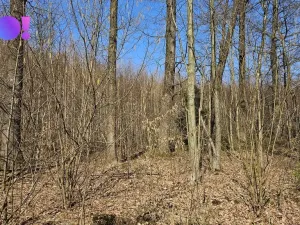 Prodej lesa, Rybí, 55558 m2