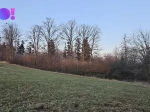 Prodej lesa, Rybí, 55558 m2