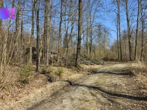 Prodej lesa, Rybí, 55558 m2