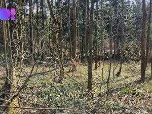 Prodej lesa, Rybí, 55558 m2