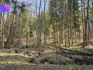 Prodej lesa, Rybí, 55558 m2