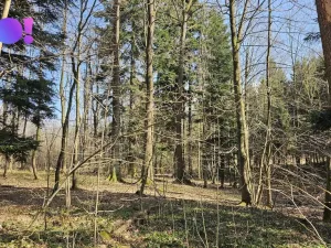 Prodej lesa, Rybí, 55558 m2