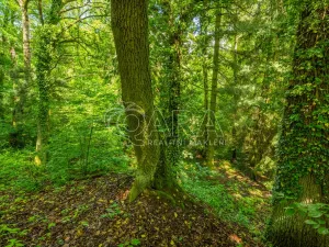 Prodej pozemku pro bydlení, Hrubá Skála, 5519 m2