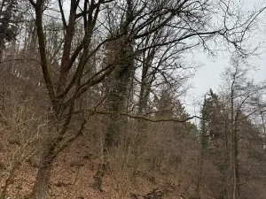 Prodej lesa, Zlatá Koruna, 2337 m2