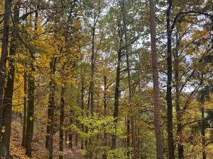 Prodej lesa, Přísečná, 15088 m2