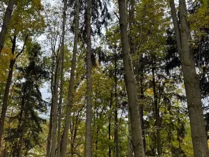 Prodej lesa, Přísečná, 15088 m2