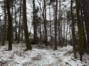 Prodej lesa, Stříbrnice, 2595 m2