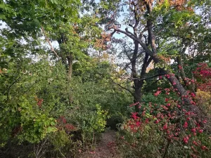 Prodej chaty, Brno, 24 m2