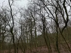 Prodej lesa, Libotenice, 17863 m2