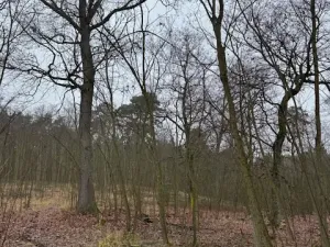 Prodej lesa, Libotenice, 17863 m2