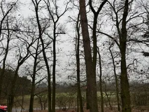 Prodej lesa, Libotenice, 17863 m2