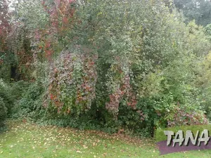 Prodej podílu pozemku pro bydlení, Mladějov, 382 m2