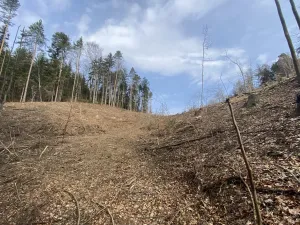 Prodej lesa, Zborov, 9290 m2