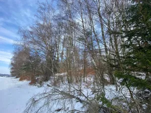 Prodej lesa, Volfířov - Brandlín, 3426 m2