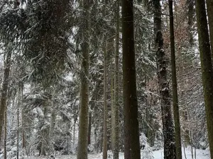 Prodej lesa, Olešník, 5100 m2