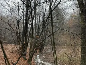 Prodej lesa, Velká Polom, 3342 m2